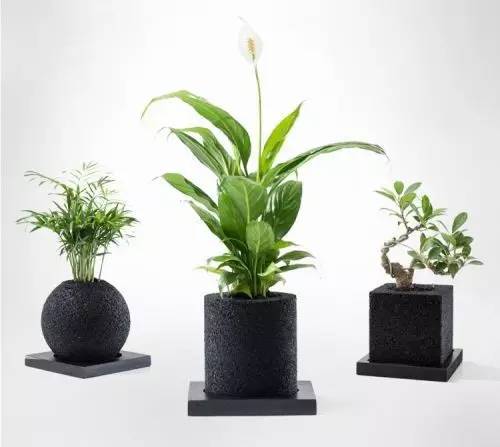 怎么除甲醛靠得牢？竹炭、植物成***“騙局”