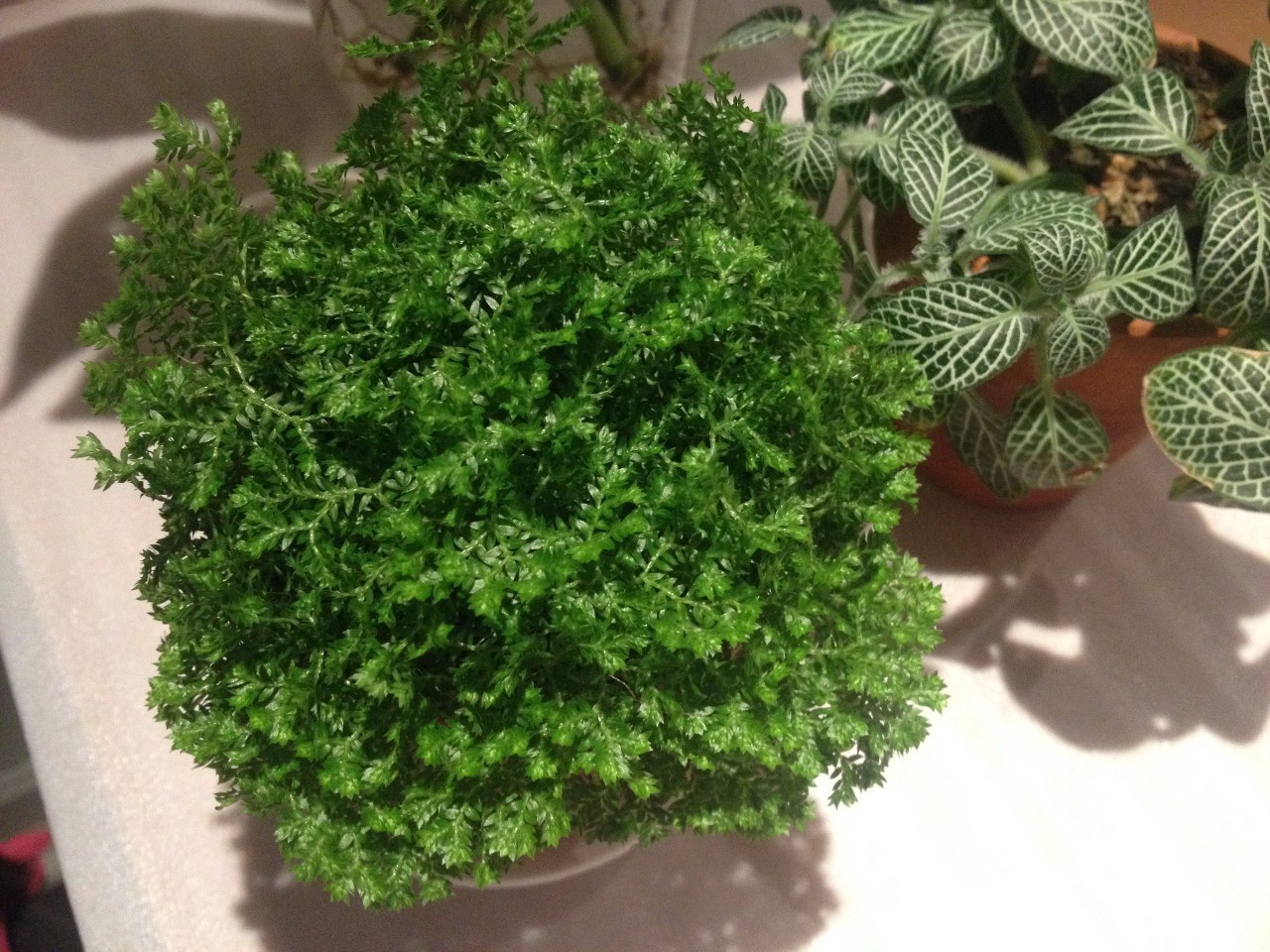 怎么除甲醛靠得牢？竹炭、植物成***“騙局”