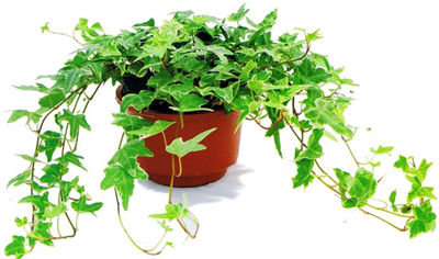 記住這四條規(guī)則，巧用植物甲醛治理！