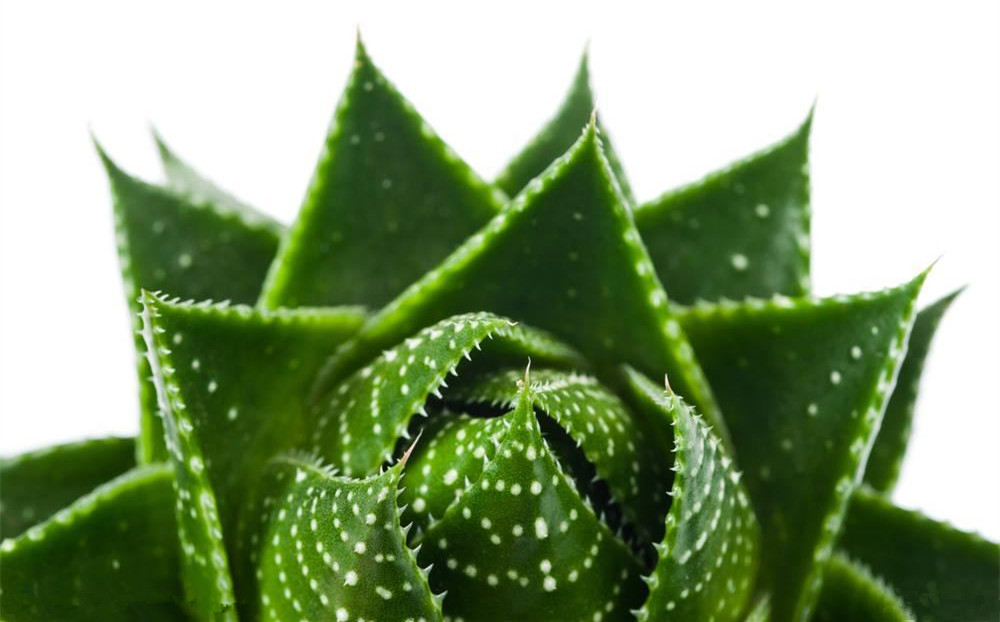 記住這四條規(guī)則，巧用植物甲醛治理！
