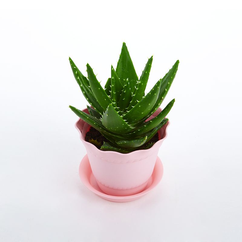 去除房間甲醛的植物有哪些？