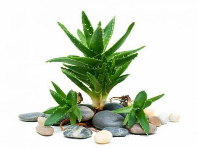 去除房間甲醛的植物有哪些？