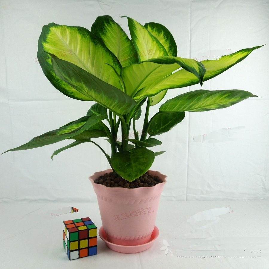 哪些植物可以除甲醛，本事***呢？