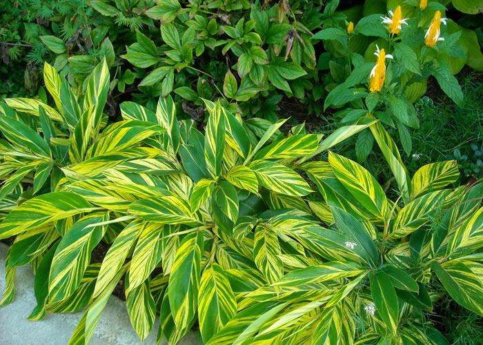 新房除甲醛，您一定不會(huì)失手！