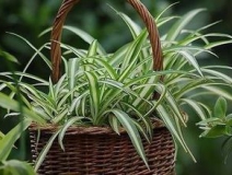 綠色植物大作戰(zhàn)，顏值最高的凈化空氣方法