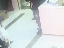 有問(wèn)題找警察，薩摩耶派出所報(bào)案，不注意這件事，對(duì)狗狗致命，警察蜀黍卻幫不上忙！