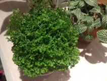 這幾種植物擺家中，空氣清新一整年！