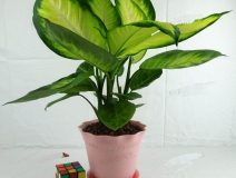 哪些植物可以除甲醛，本事最大呢？