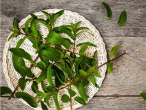 植物可以去甲醛嗎？甲醛治理原理是什么