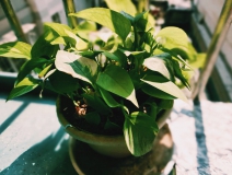 植物能治理甲醛嗎？科學(xué)使用植物很重要